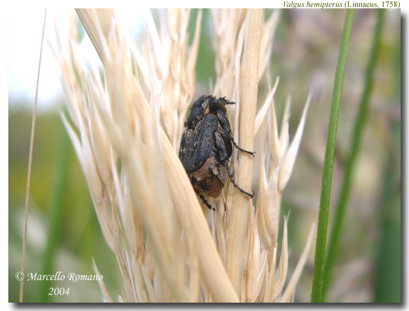 Valgus hemipterus